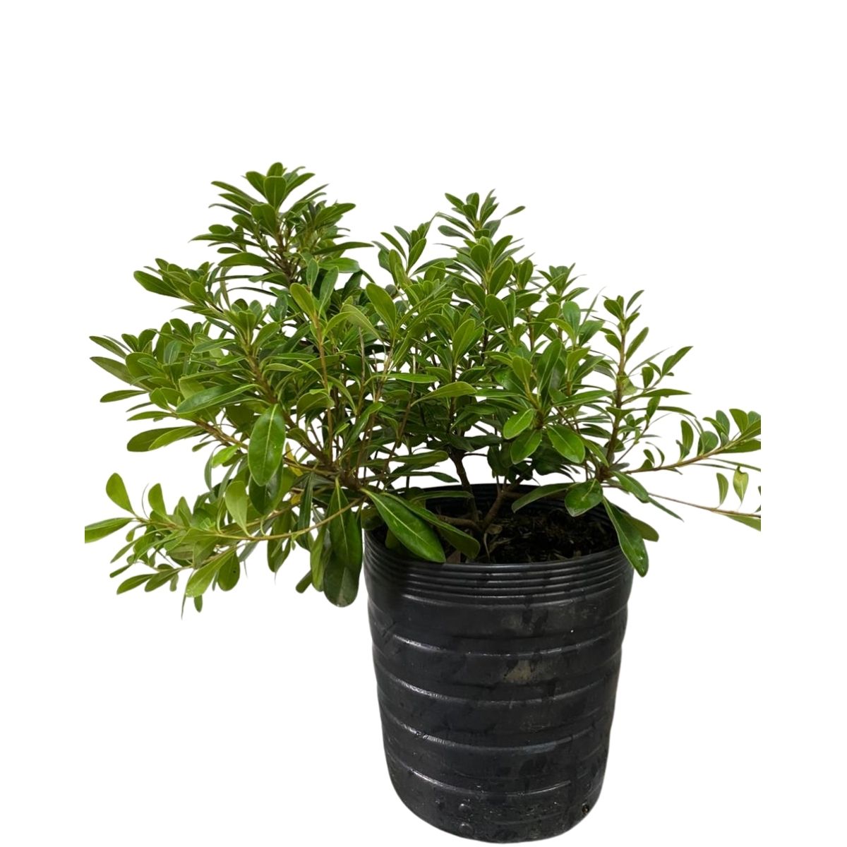 Mini Pitosporo Japonês - Pittosporum Tobira - Pote 21