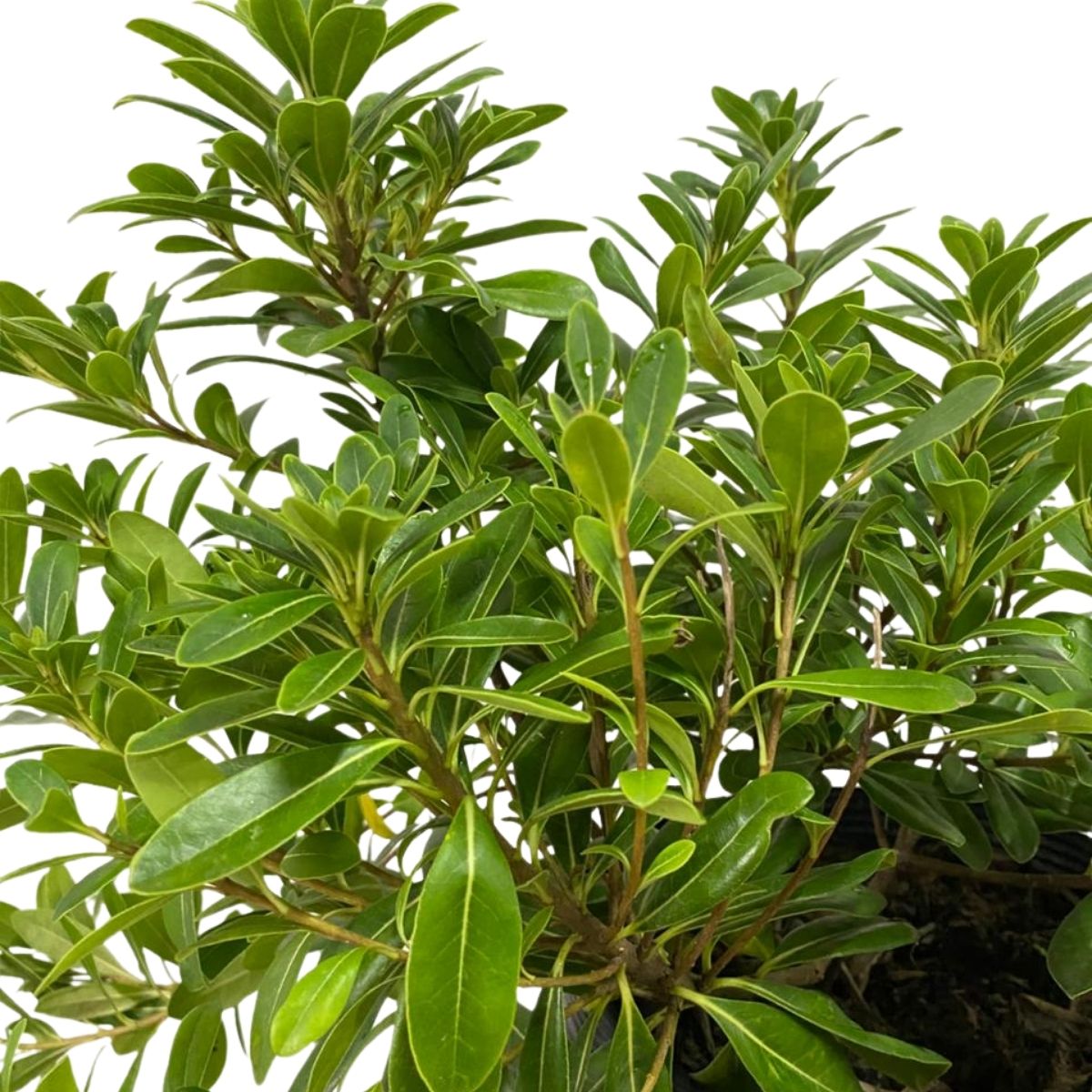 Mini Pitosporo Japonês - Pittosporum Tobira - Pote 21 - Imagem 4