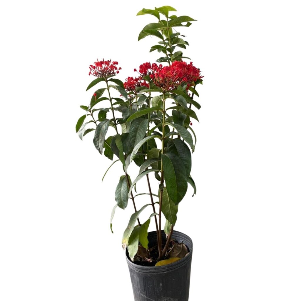 Ixoria Rei Vermelha (Ixora macrothyrsa) Vermelha Pote 21