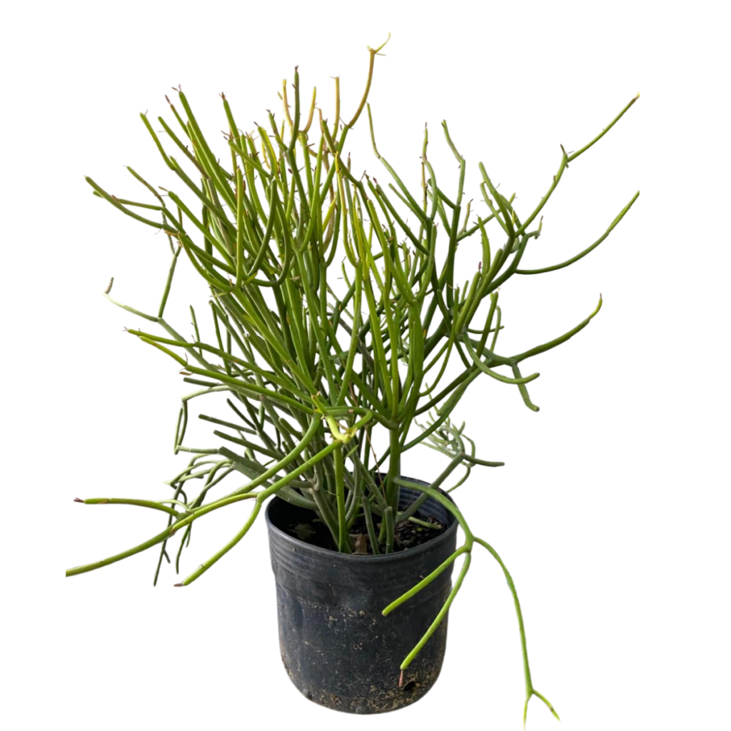 Cacto Avelós - Palito de Fogo Euphorbia tirucalli Pote 27