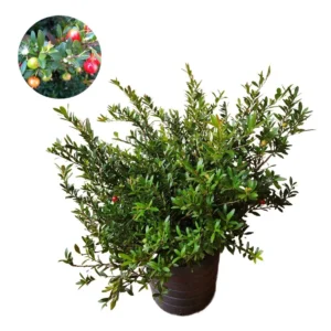 Cereja-anã ou Mini Pitanga Eugenia mattosii - Enxertada