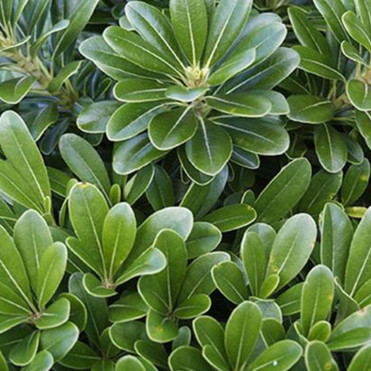 Mini Pitosporo Japonês - Pittosporum Tobira - Pote 21 - Imagem 7
