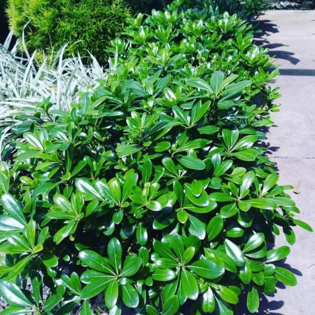 Mini Pitosporo Japonês - Pittosporum Tobira - Pote 21 - Imagem 8