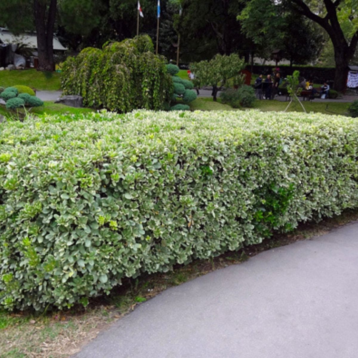 Mini Pitosporo Japonês - Pittosporum Tobira - Pote 21 - Imagem 3