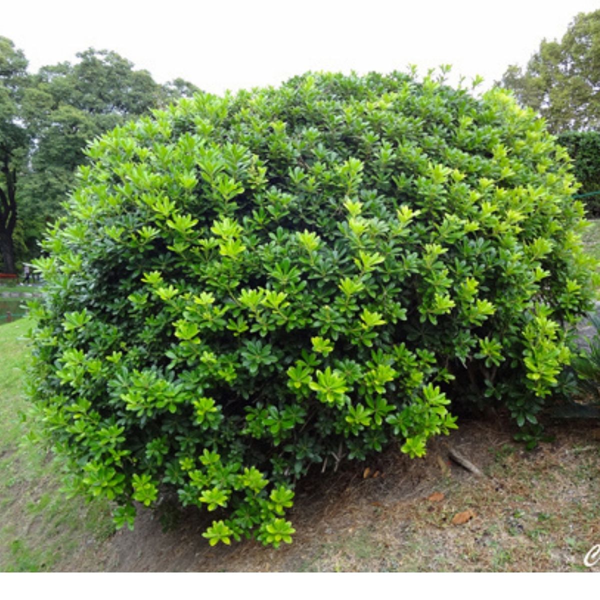 Mini Pitosporo Japonês - Pittosporum Tobira - Pote 21 - Imagem 9