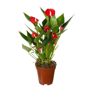 Anturio Micro (Anthurium andraeanum) Pote 06