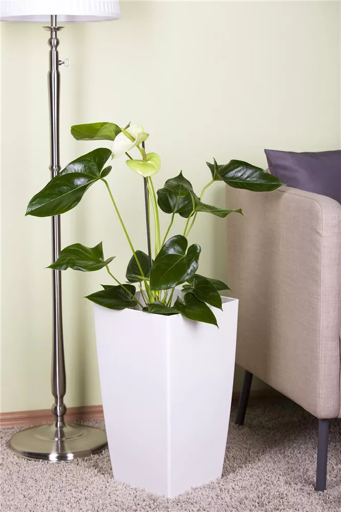 Antúrio Branco Anthurium Sierra White Pote 12 - Imagem 2
