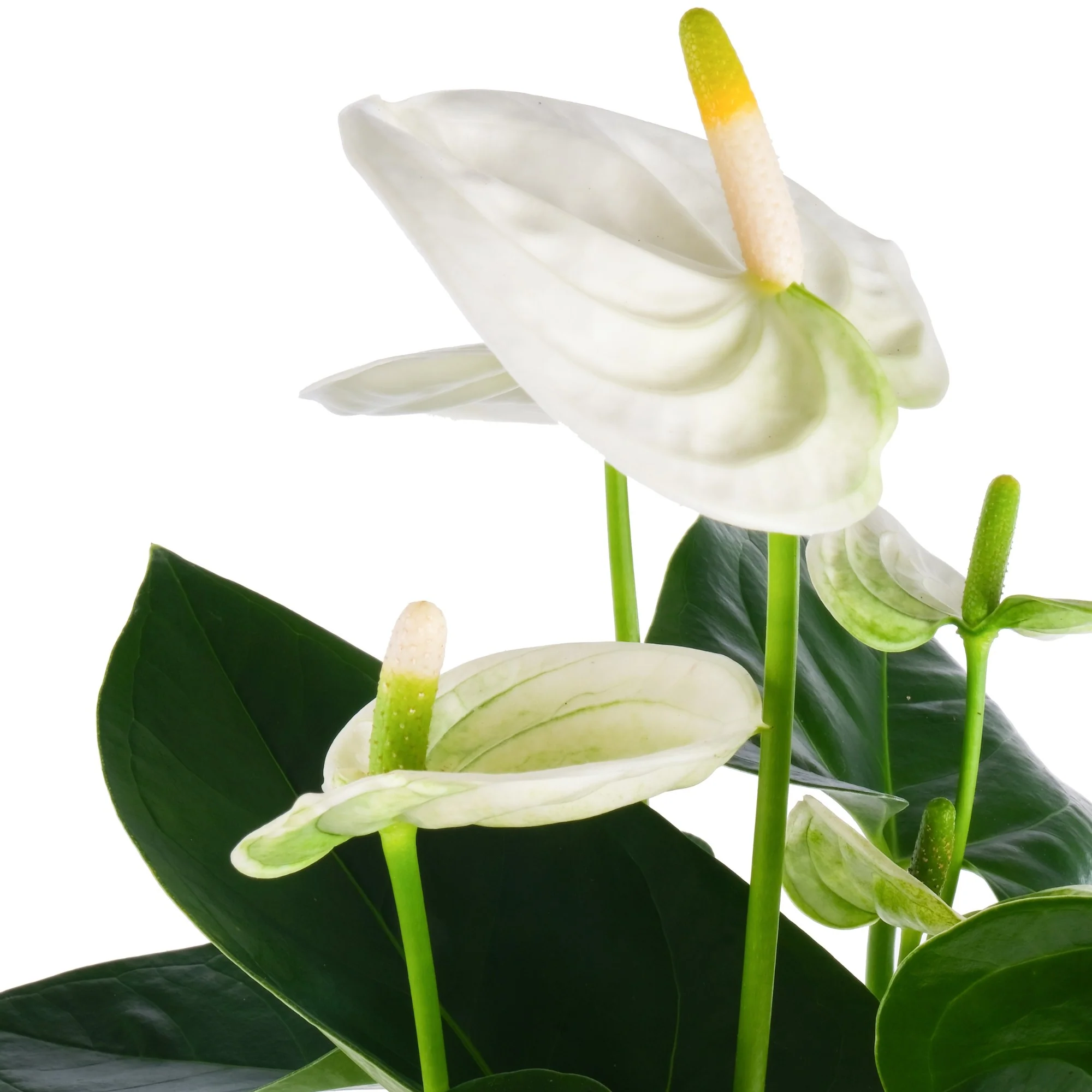 Antúrio Branco Anthurium Sierra White Pote 12 - Imagem 3