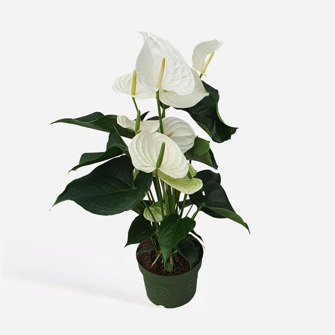 Antúrio Branco Anthurium Sierra White Pote 12