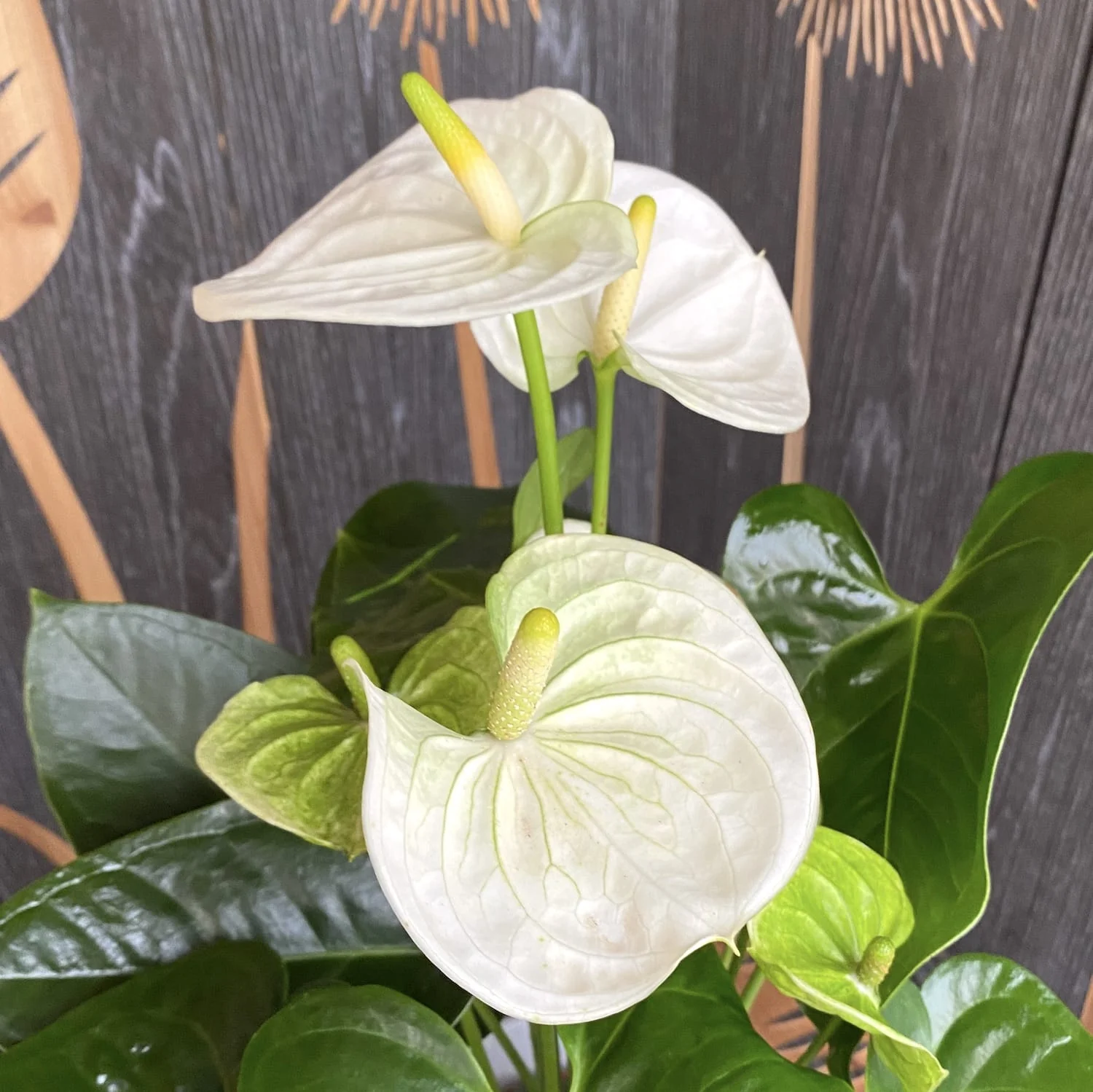 Antúrio Branco Anthurium Sierra White Pote 12 - Imagem 4