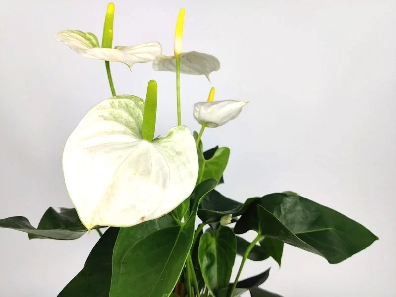 Anturio Branco Anthurium Sierra White Pote 17 - Imagem 4