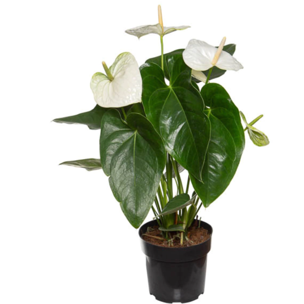 Anturio Branco Anthurium Sierra White Pote 17