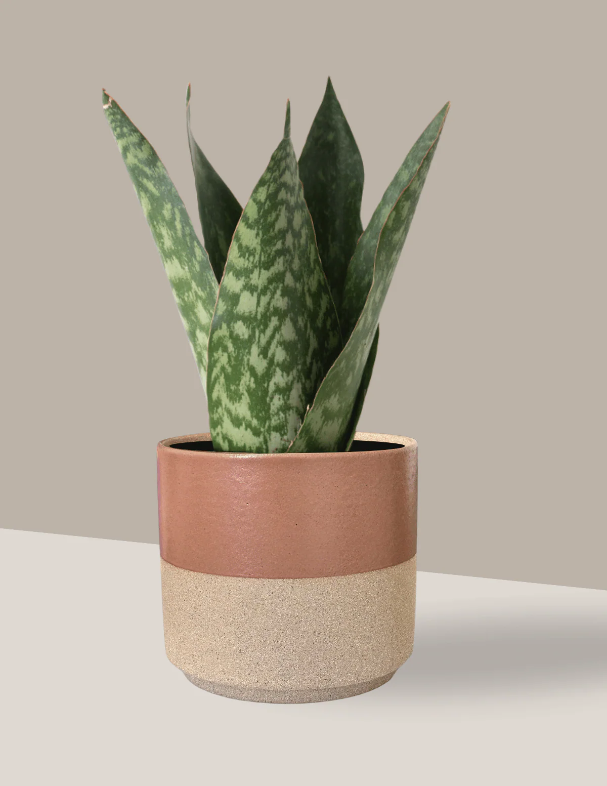 Coroa Dinamarquesa Sansevieria Pote15 Planta Moderna E Clean - Imagem 3