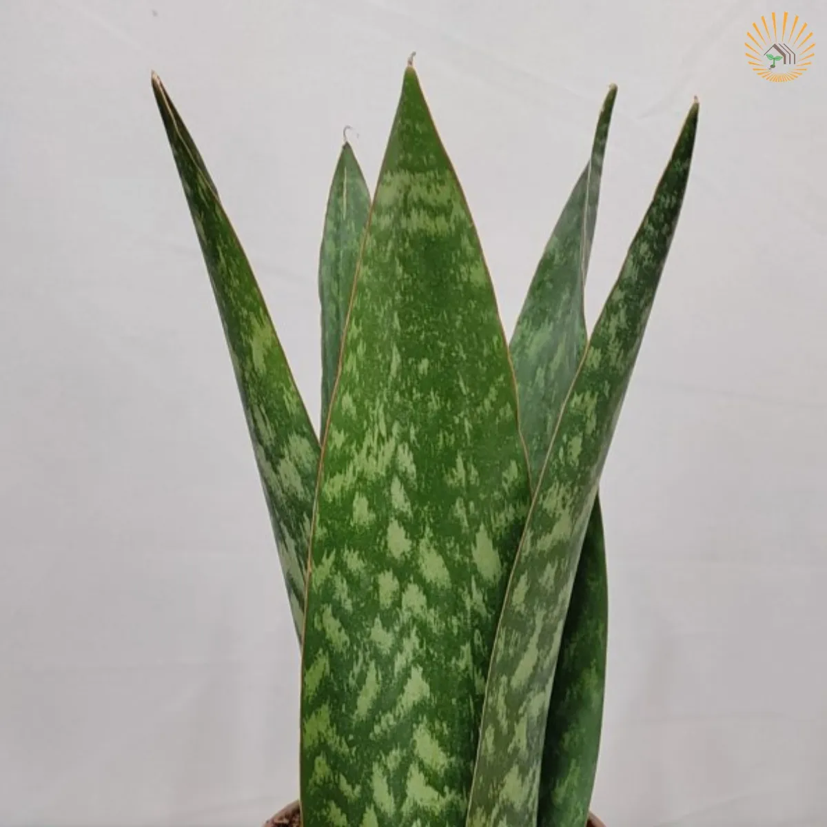 Coroa Dinamarquesa Sansevieria Pote15 Planta Moderna E Clean - Imagem 4