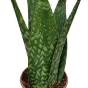 Coroa Dinamarquesa Sansevieria Pote15 Planta Moderna E Clean
