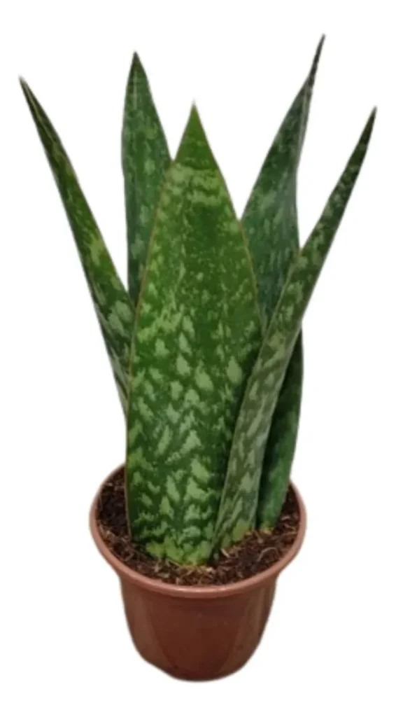 Coroa Dinamarquesa Sansevieria Pote15 Planta Moderna E Clean