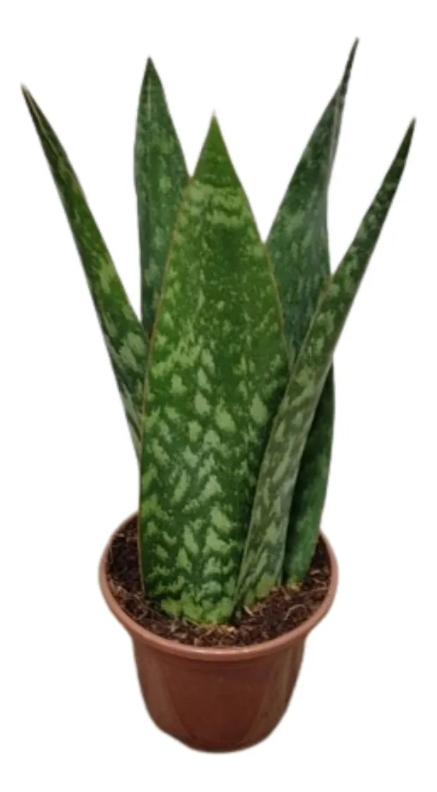 Coroa Dinamarquesa Sansevieria Pote15 Planta Moderna E Clean
