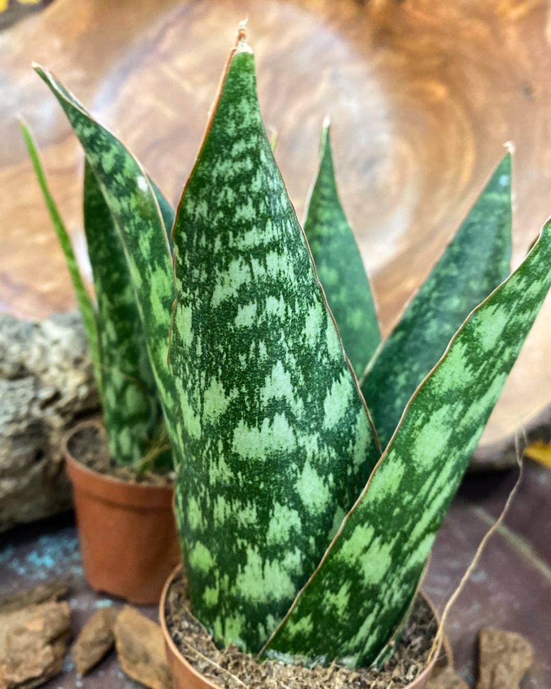 Coroa Dinamarquesa Sansevieria Pote15 Planta Moderna E Clean - Imagem 5