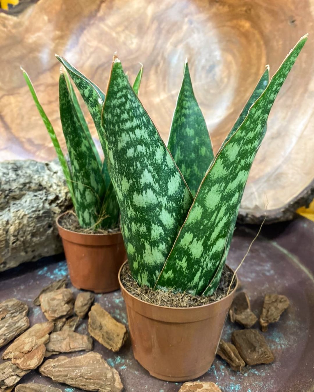 Coroa Dinamarquesa Sansevieria Pote15 Planta Moderna E Clean - Imagem 6