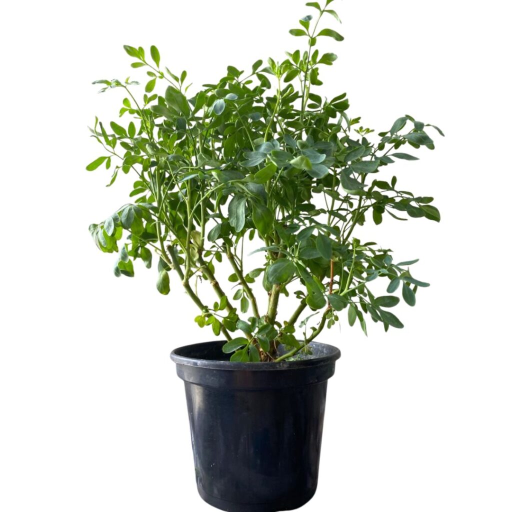 Arruda - Ruta graveolens