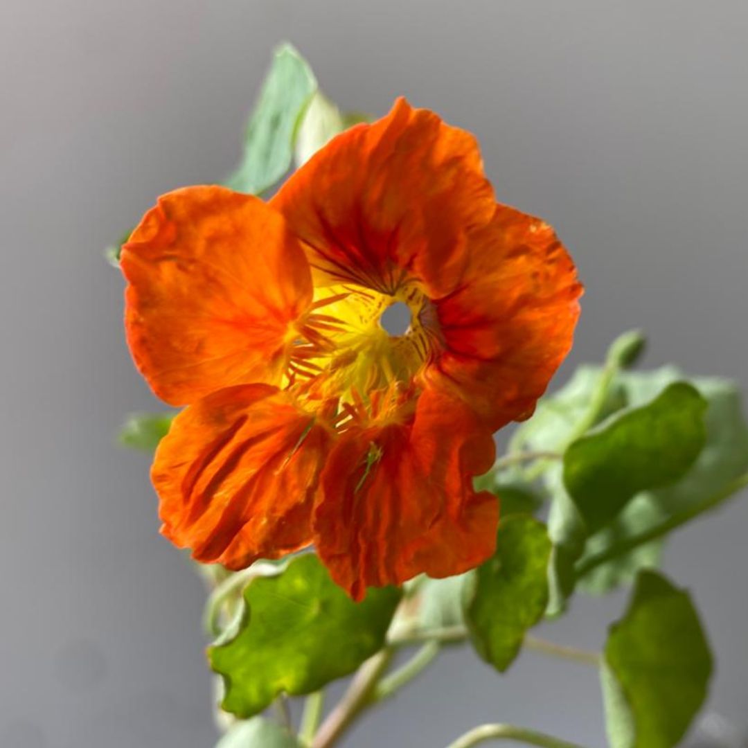 Capuchinha (Capucina) - Flor Comestível E Colorida — foto 4