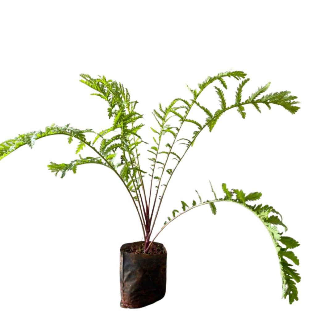 Catinga De Mulata No Saquinho - Aroma E Tradição