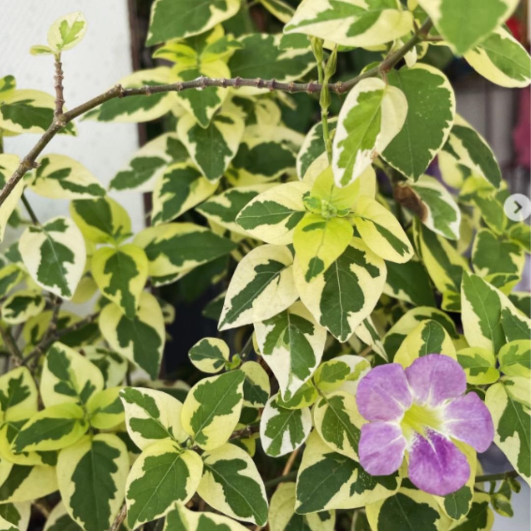 Assistacia-variegata (Asystasia gangetica) no Saquinho - Imagem 3