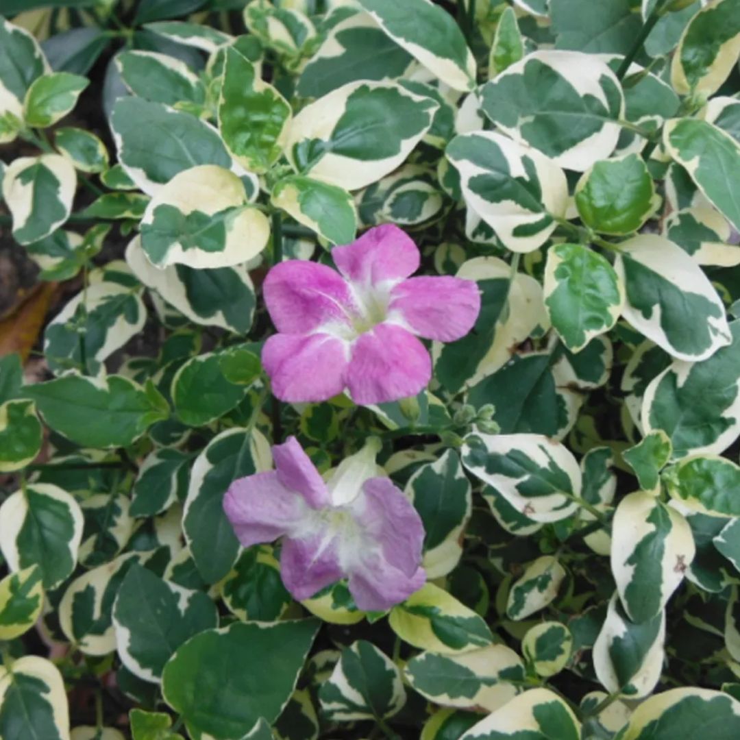 10 mudas Assistacia-Variegata (Asystasia gangetica) no Saquinho - Imagem 2