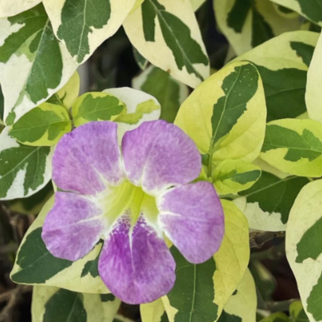 10 mudas Assistacia-Variegata (Asystasia gangetica) no Saquinho - Imagem 3