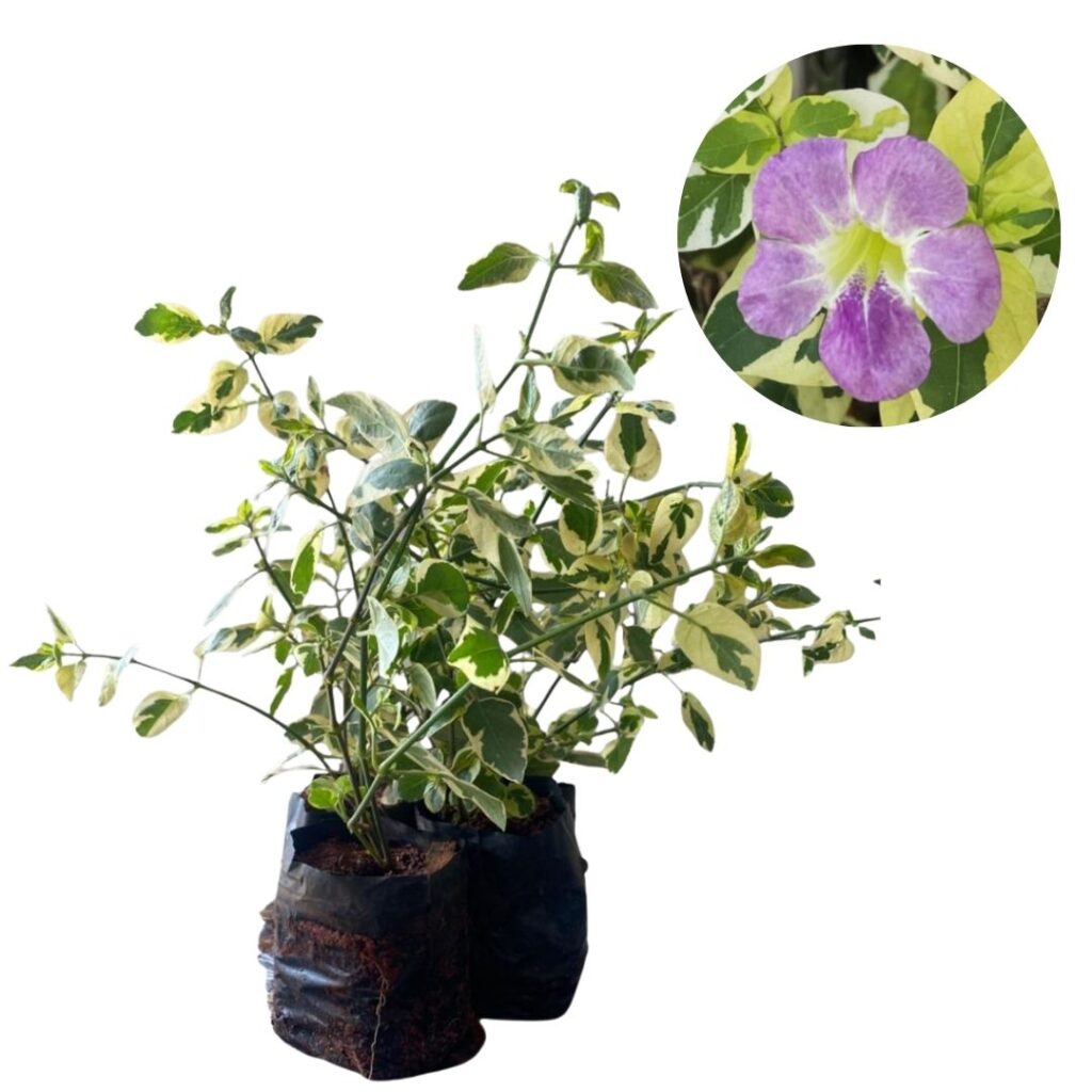 Assistacia-variegata (Asystasia gangetica) no Saquinho
