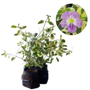 Assistacia-variegata (Asystasia gangetica) no Saquinho