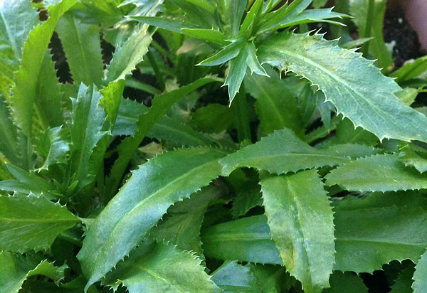 Coentro Do Norte Eryngium foetidum Sabor Intenso — foto 5