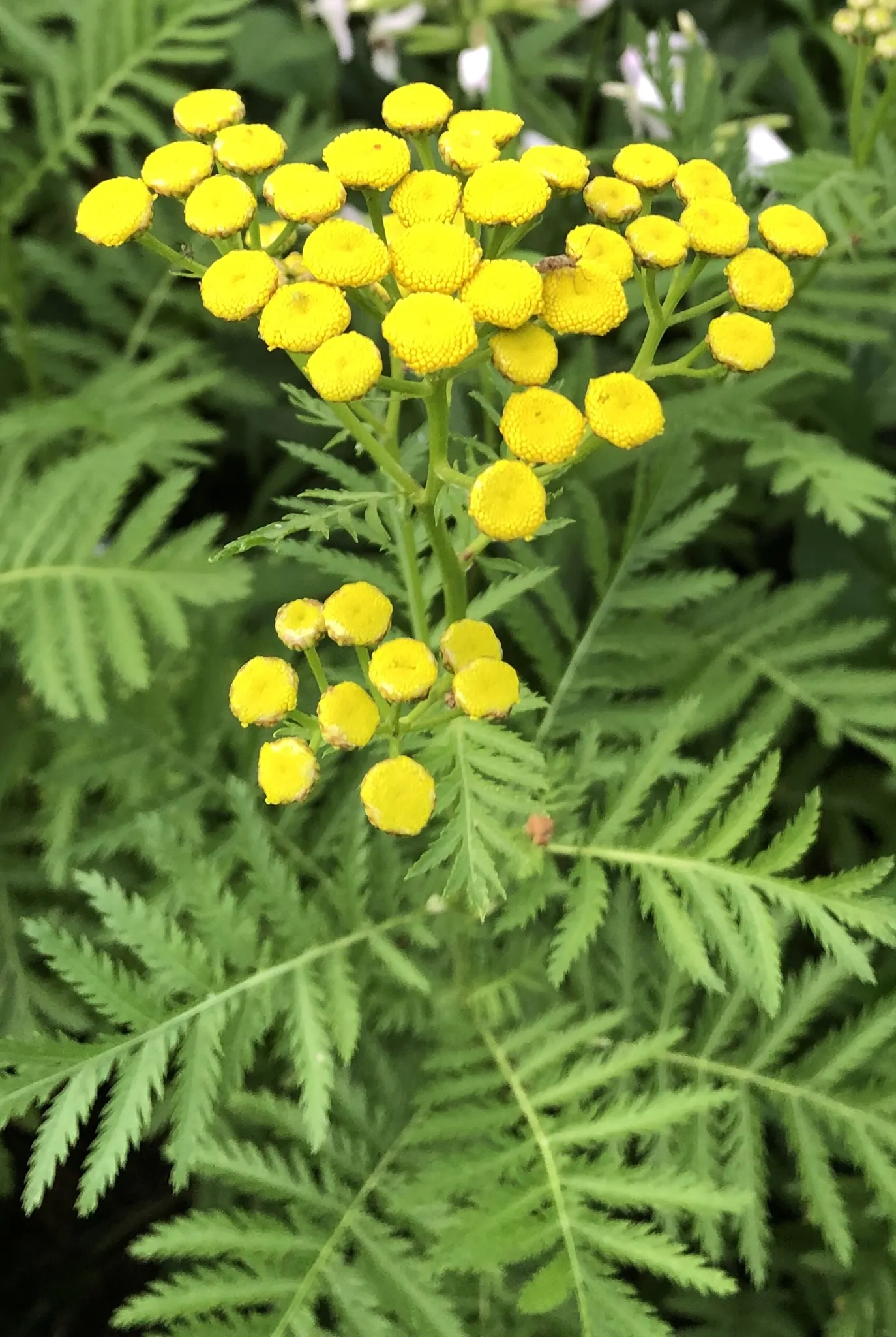 Catinga De Mulata No Saquinho - Aroma E Tradição — foto 7