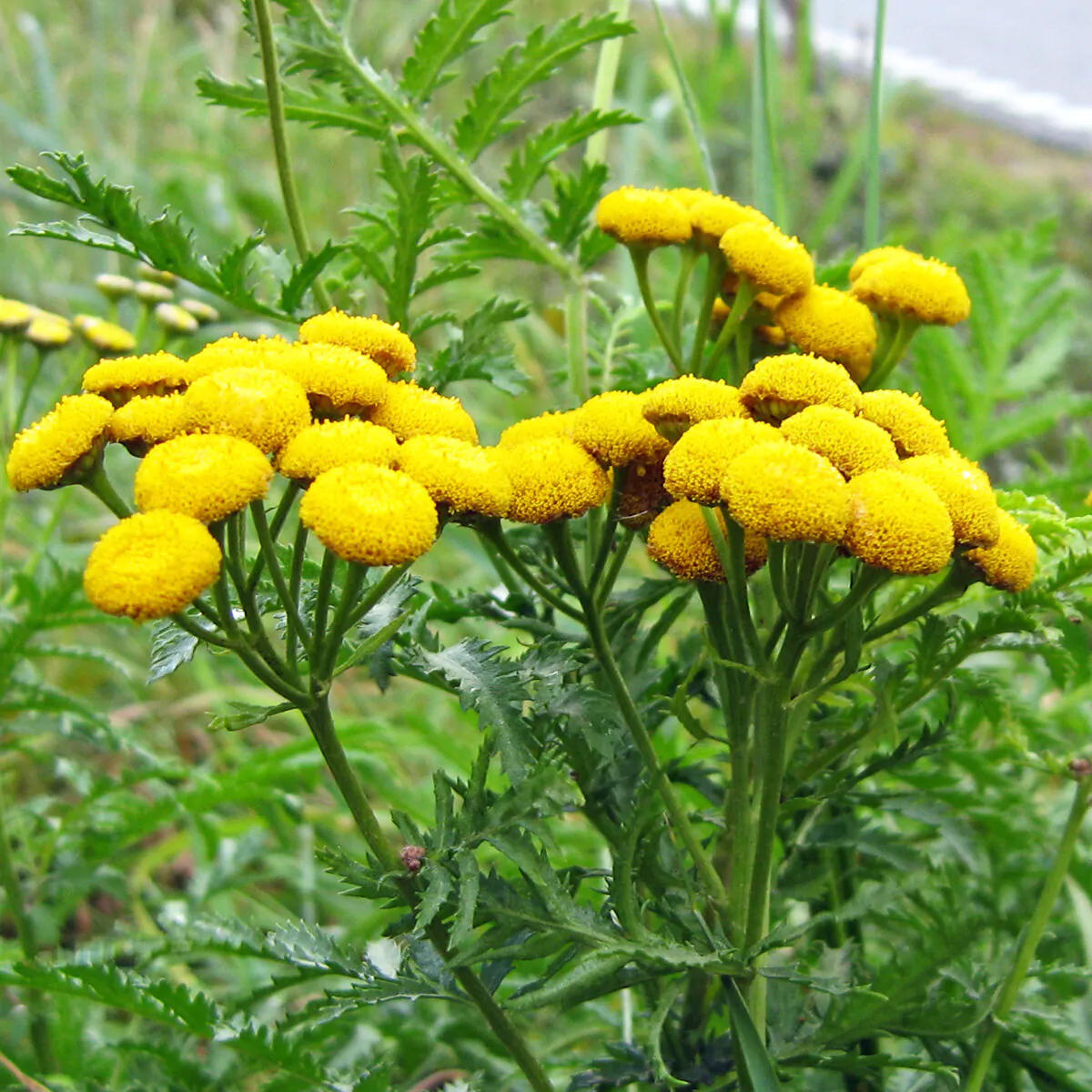 Catinga De Mulata No Saquinho - Aroma E Tradição — foto 9