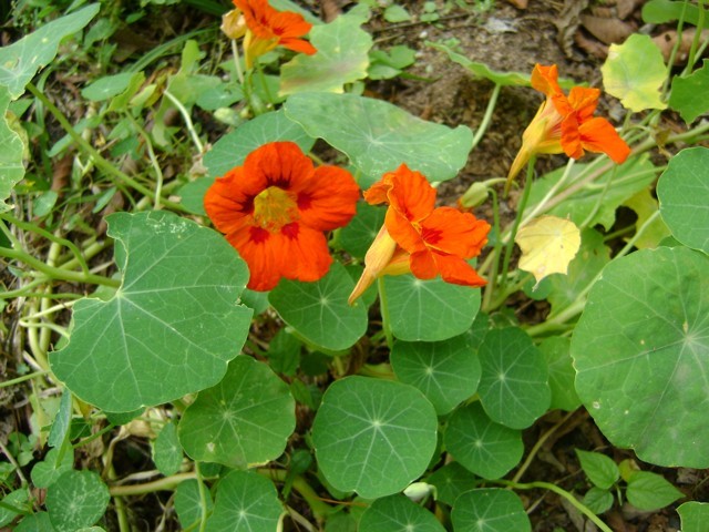 Capuchinha (Capucina) - Flor Comestível E Colorida — foto 6