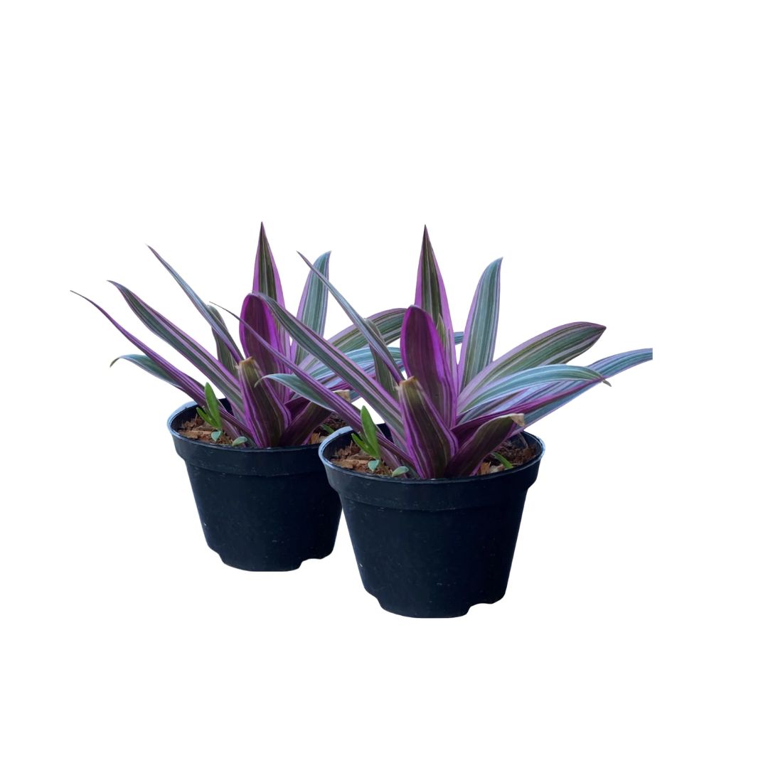 2 Mudas Abacaxi Roxo Variegata Tradescantia spathacea Pt 11 - Imagem 12