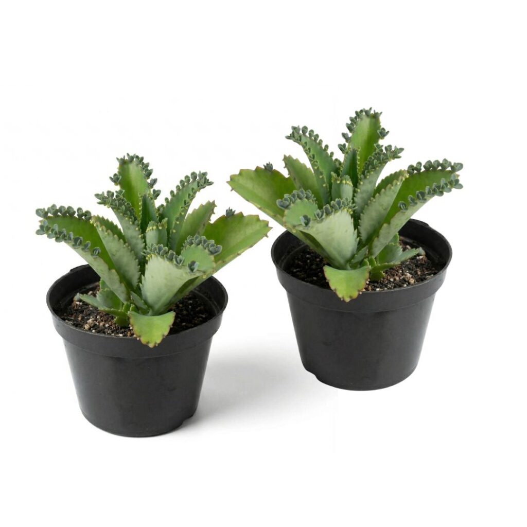 2 Mudas Suculenta Aranto (Kalanchoe) Pote 11 - Mãe De Milhares