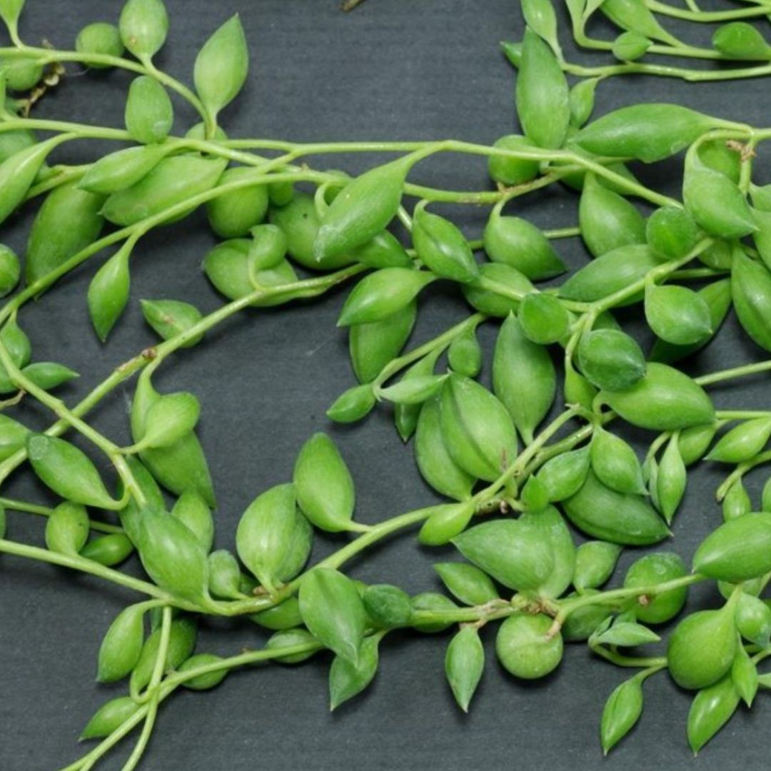 Suculenta Colar-de-Azeitona- Senecio herreianus Cuia 14 - Imagem 4