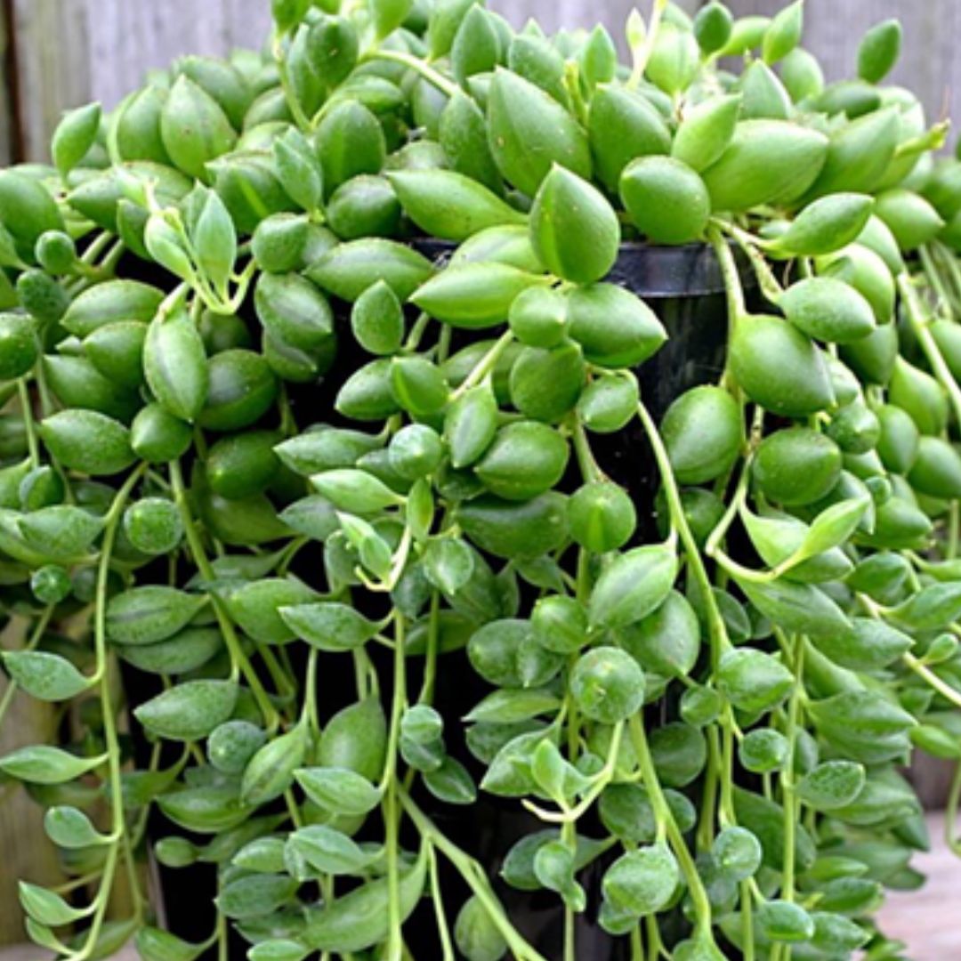 Suculenta Colar-de-Azeitona- Senecio herreianus Cuia 14 - Imagem 3