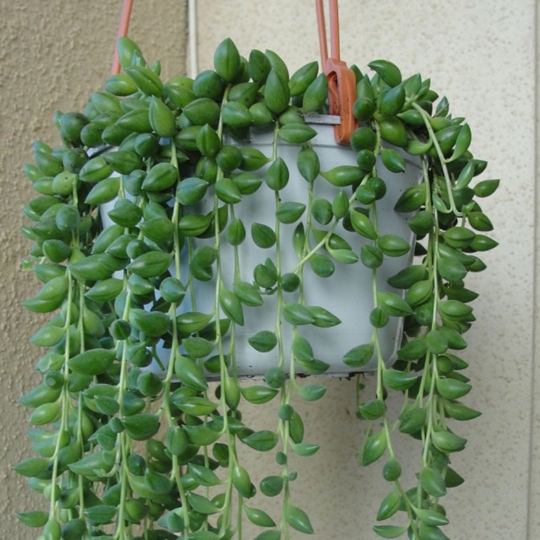 Suculenta Colar-de-Azeitona- Senecio herreianus Cuia 14 - Imagem 5