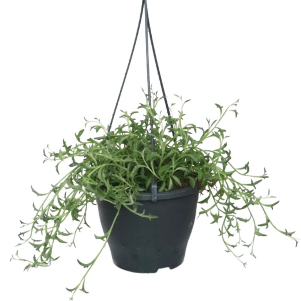 Suculentas Colar de Golfinho – Senecio peregrinus Cuia 14