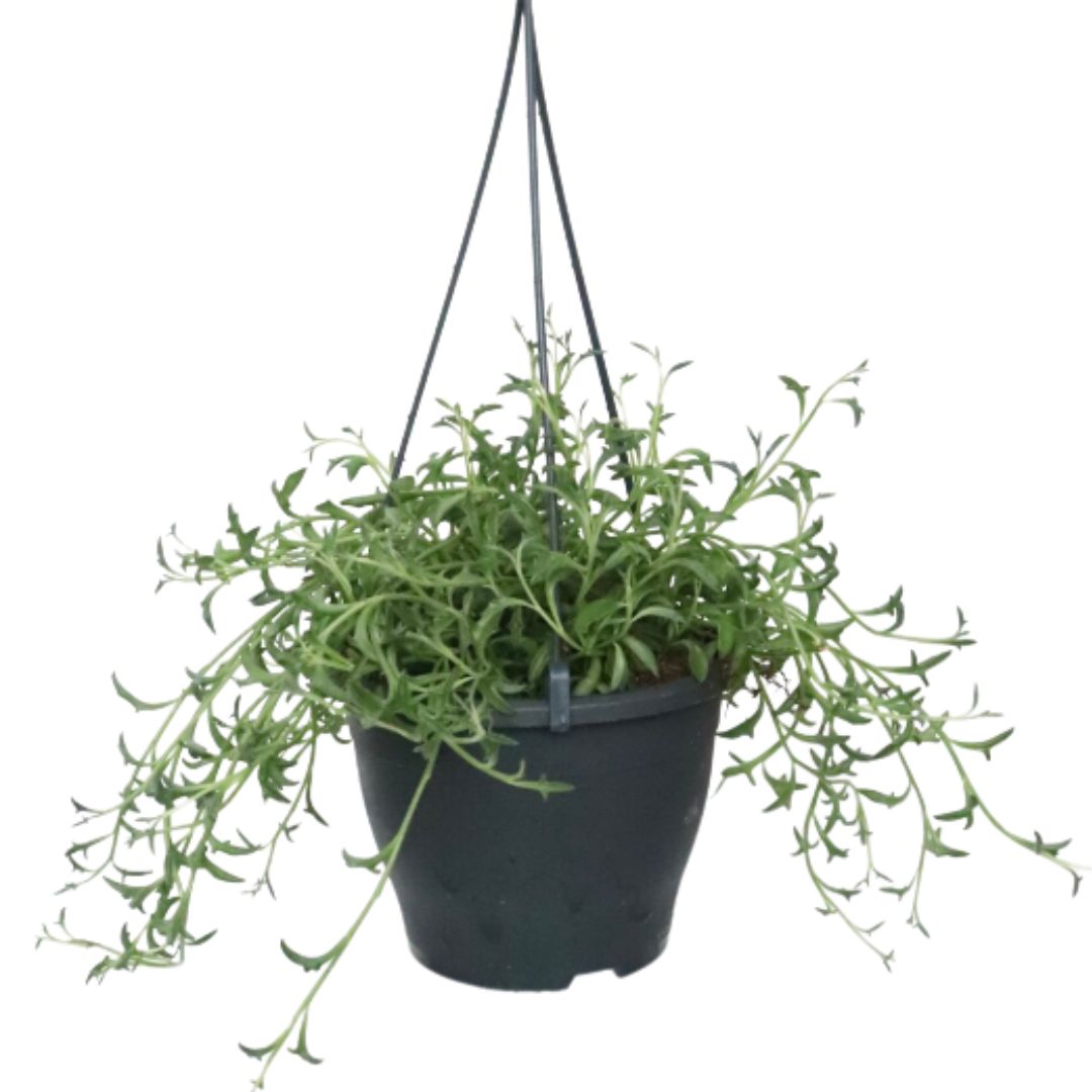 Suculentas Colar de Golfinho – Senecio peregrinus Cuia 14