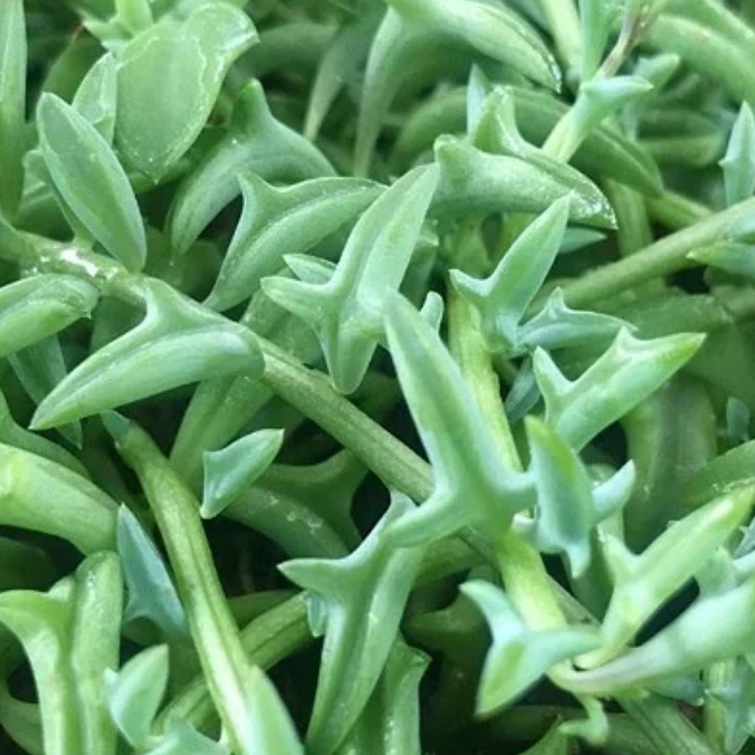Suculentas Colar de Golfinho – Senecio peregrinus Cuia 14 - Imagem 3