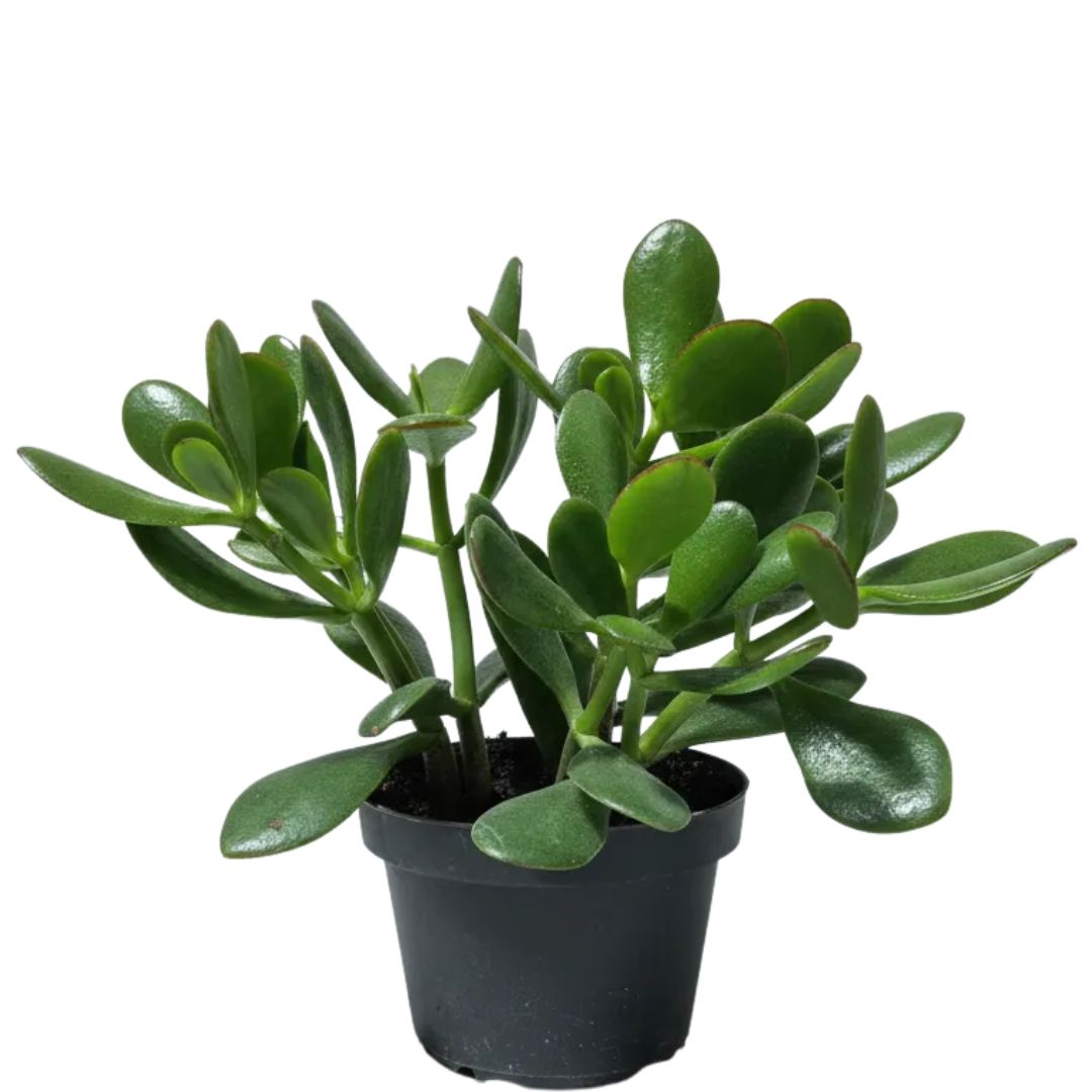 Mini Jade - Crassula Ovata - Atrai Sorte, Dinheiro, Prosperidade Pote 11 - Imagem 9