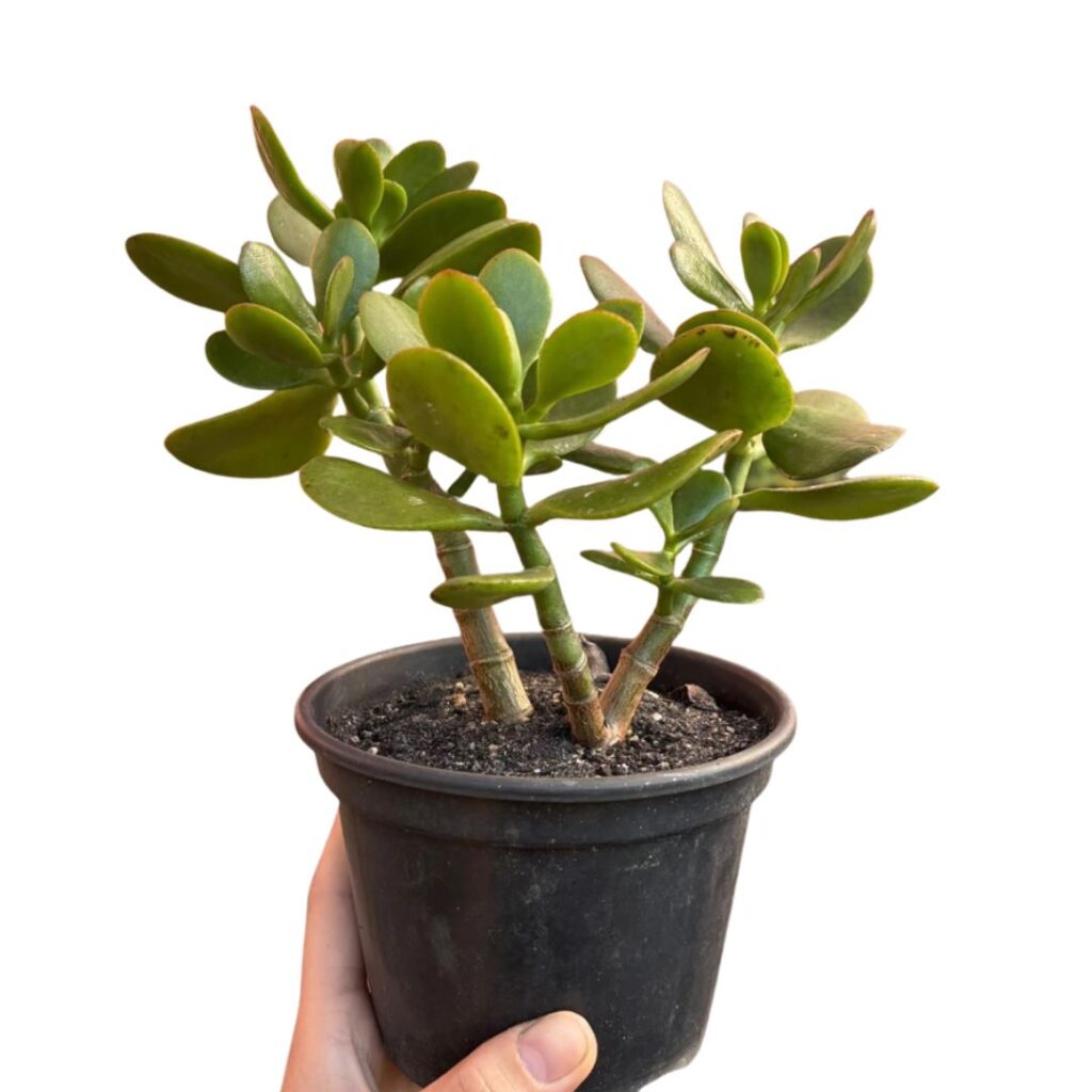 Mini Jade - Crassula Ovata - Atrai Sorte, Dinheiro, Prosperidade Pote 11