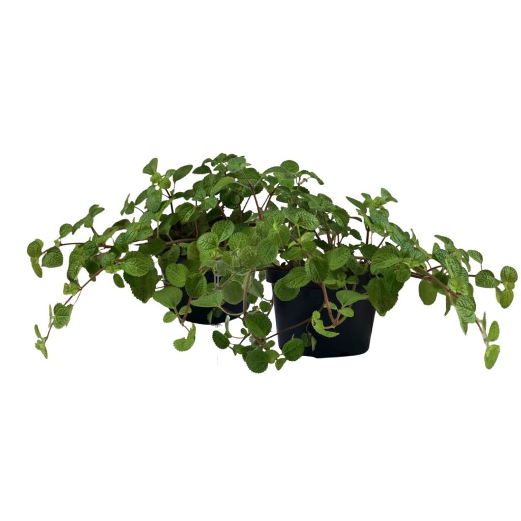 Dinheiro em penca – Pilea nummulariifolia