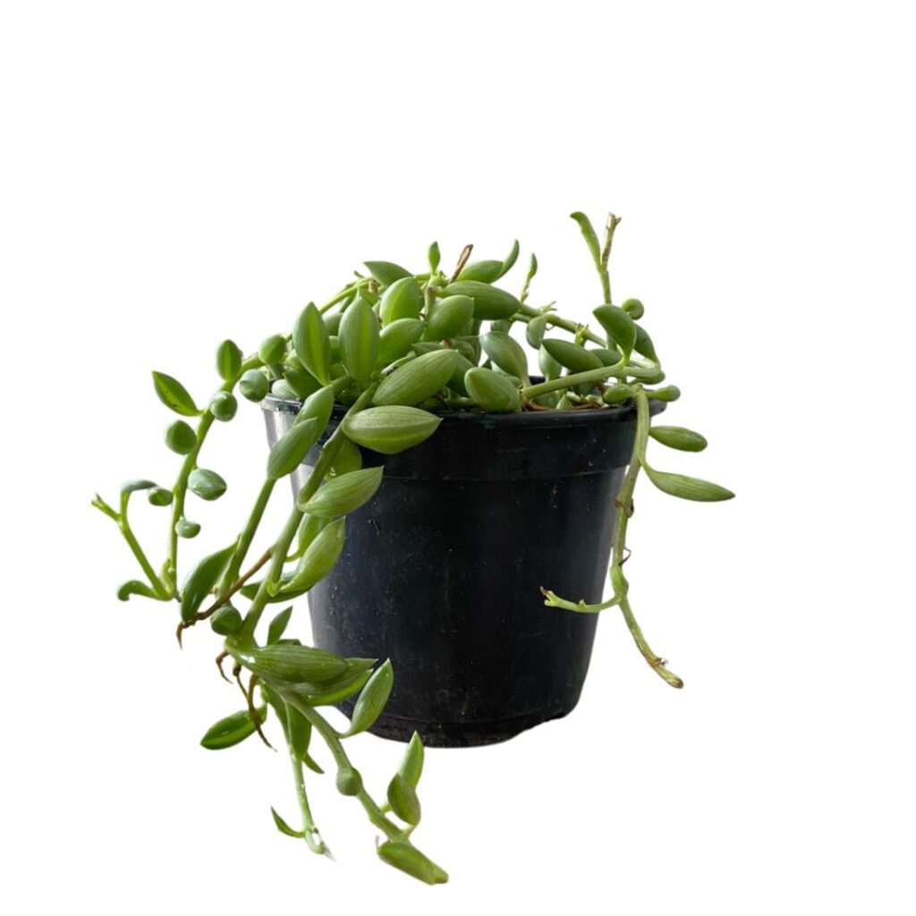 Suculenta Colar-de-Melancia- Kleinia Herreyanus Cuia 14