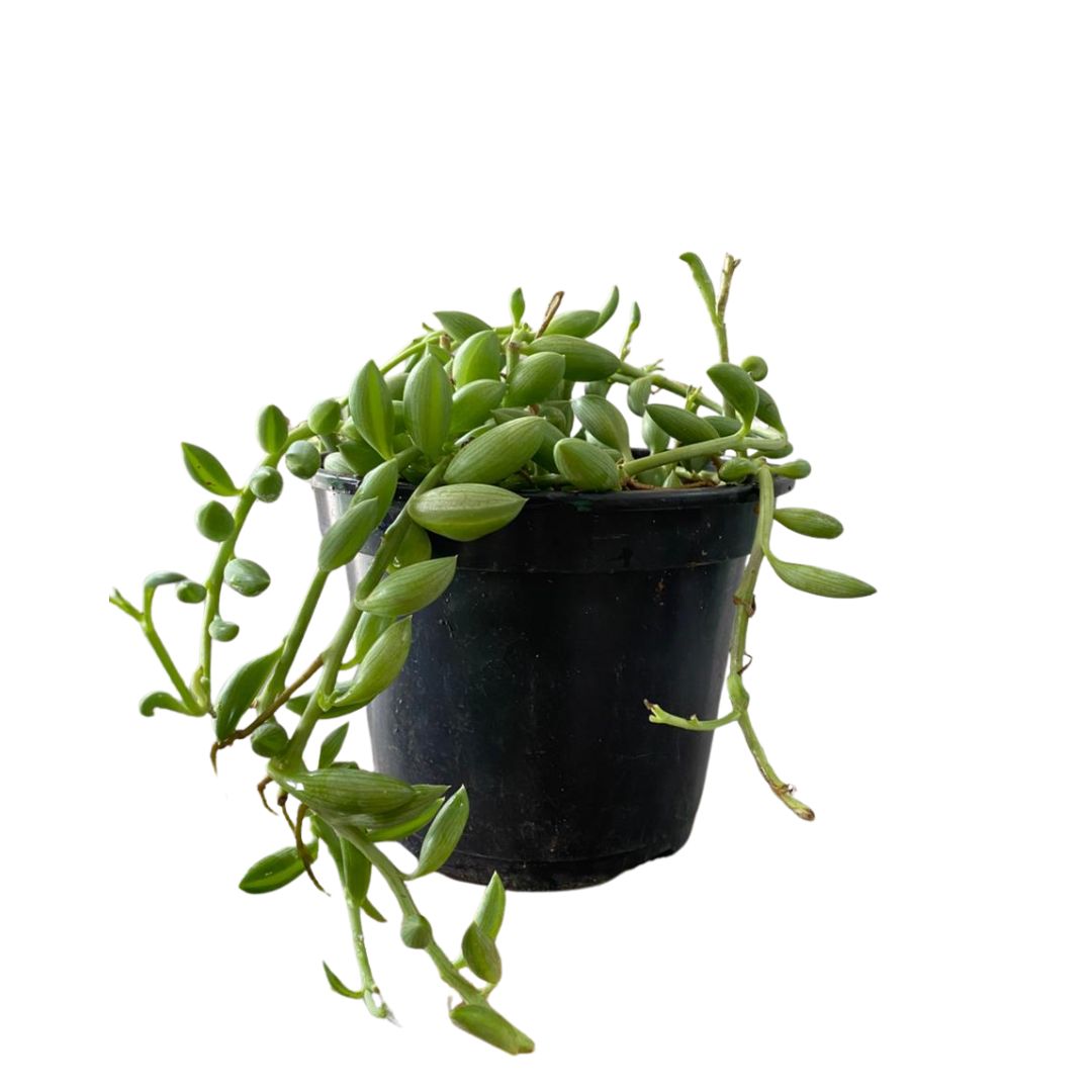 Suculenta Colar-de-Melancia- Kleinia Herreyanus Cuia 14