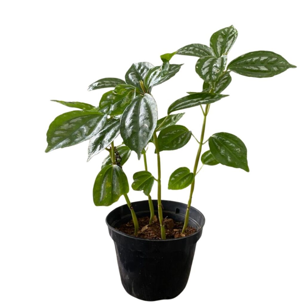 Pileia Alumínio (Pilea Cadierei) Mudas no Pote 11
