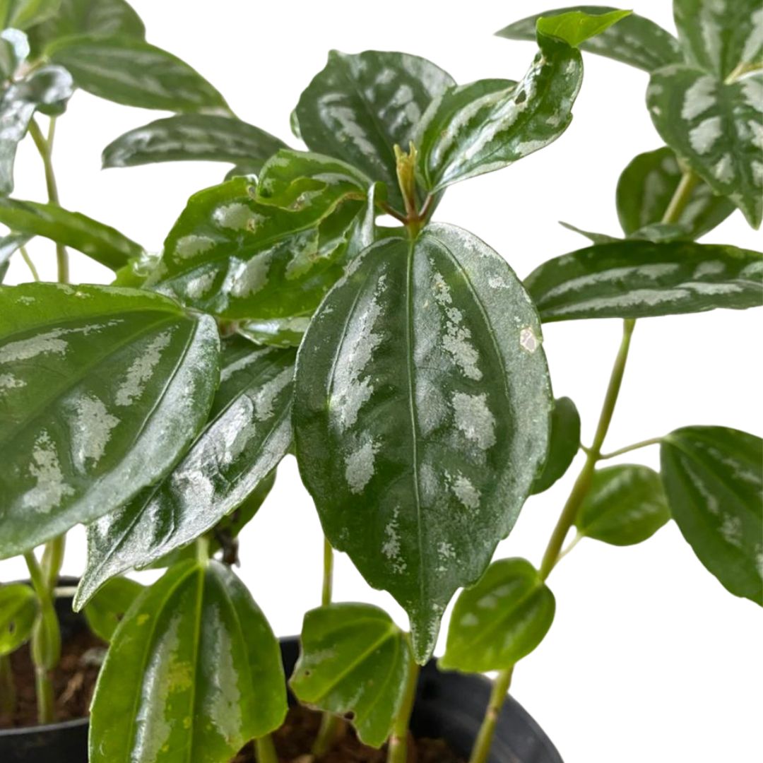 2 Mudas Pileia Alumínio (Pilea Cadierei) Mudas no Pote 11 - Imagem 9